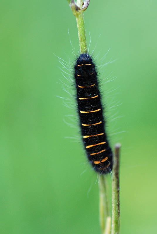 Bruco da identificare - Macrothylacia rubi